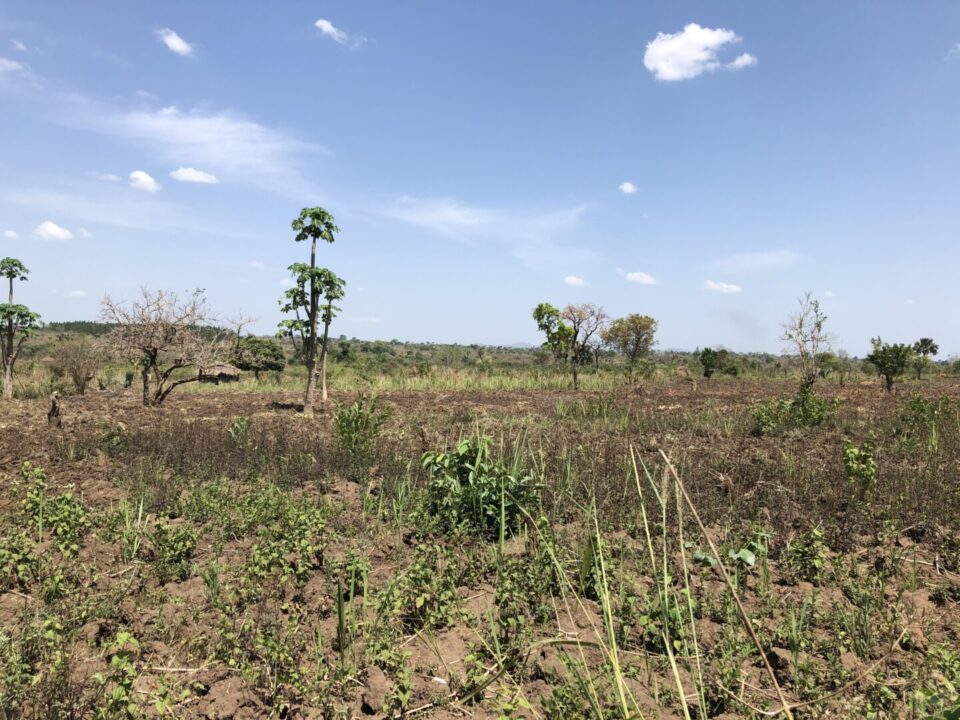 Obirio project - Humminbirds