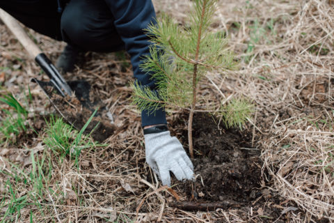 Reforestation in the Voluntary Carbon Market: what are we planting and why?  