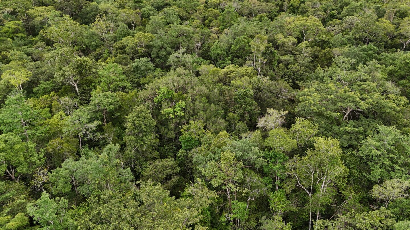Top view of dense forest
