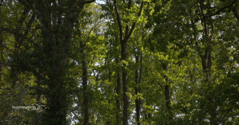 Label bas-carbone forestry: legacies, land, and the case for local carbon