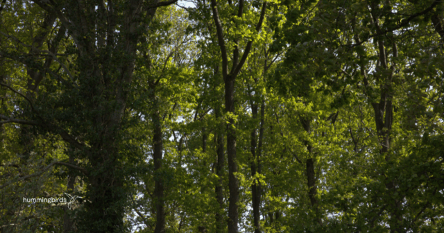 Label bas-carbone project in C&eacute;rences