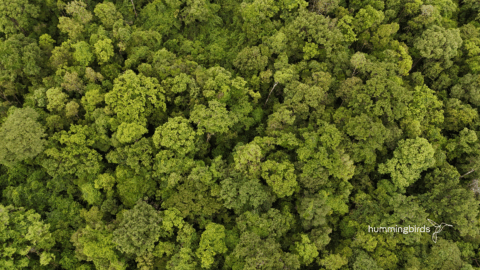 Beyond trees: Integrating biodiversity into forest carbon standards