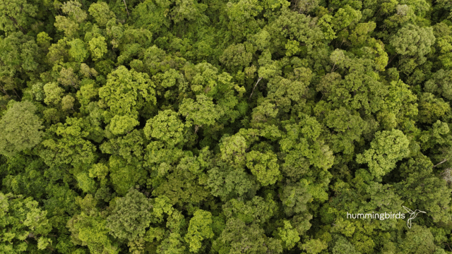 An aerial view of trees and biodiversity in Cambodia, Lomphat project