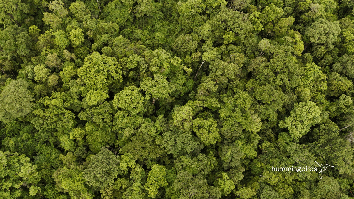 An aerial view of trees and biodiversity in Cambodia, Lomphat project