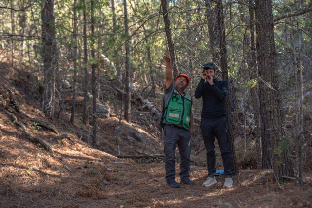 Mariposa Improved Forest Management project: BD Alexandre L&eacute;p&eacute;e with forestry worker