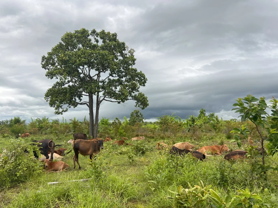 lomphat-project-cambodia-hummingbirds