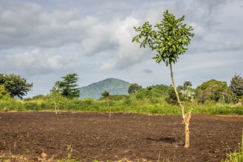 Using Remote Sensing for Forest Carbon projects: From Eligibility to Long-Term Viability