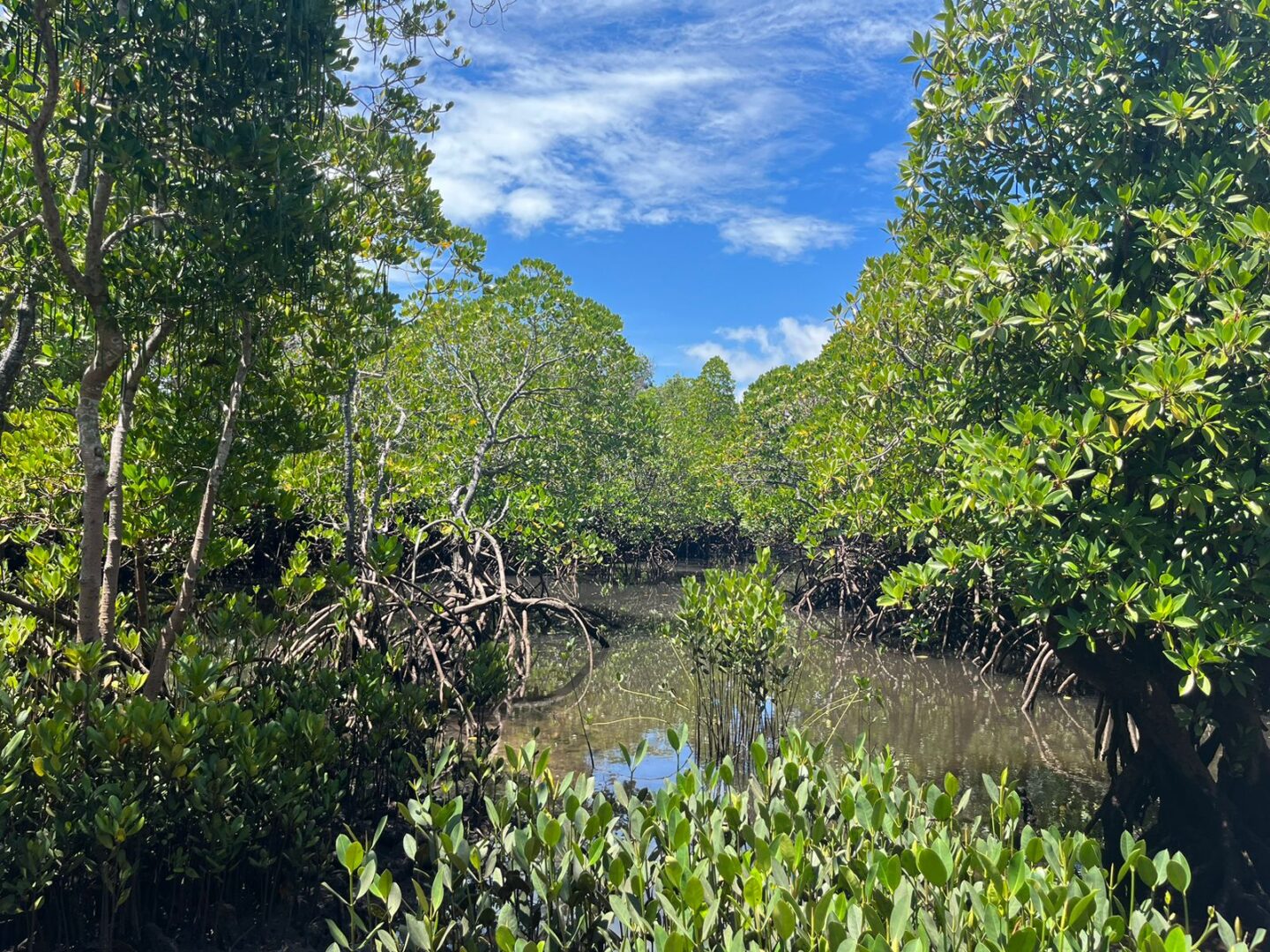 Mangrove forest along coastline storing blue carbon and protecting biodiversity